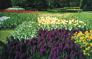 tulips