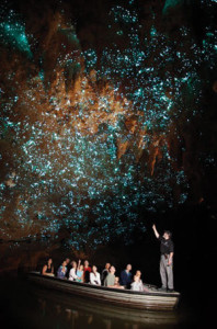 Waitomo Caves Glow-worms
