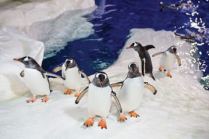 Kelly Tarltons Aquarium