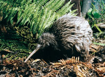 Kiwi