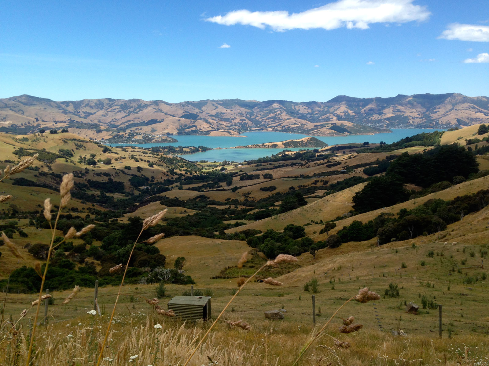 Akaroa Sightseeing Farm Private Tour