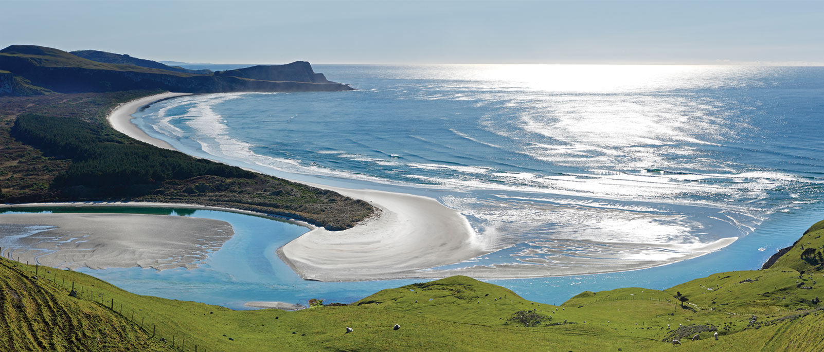 #DOPHD - Dunedin Otago Peninsula Half Day - Zealandier Tours