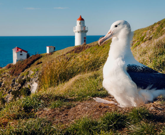 Royal Albatross Dunedin