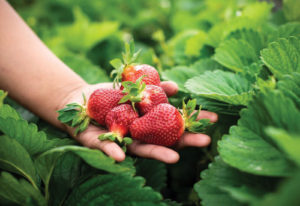 Te Awa Shopping Mal + Whatawhata Berries