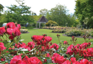 Hamilton Gardens Rose Bowl Festival