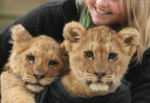 Come play with the Lion Cubs
