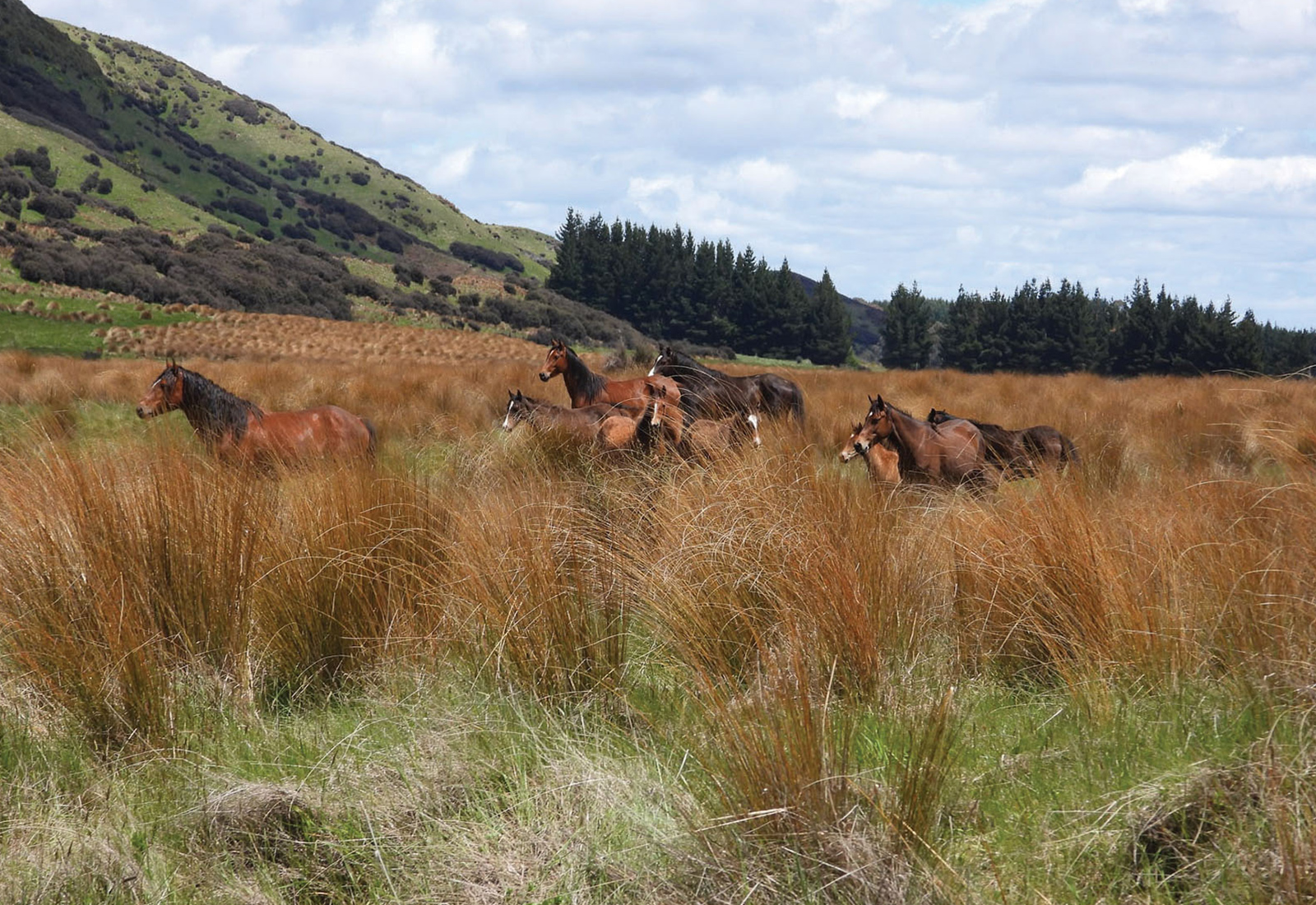 kaimanawa horse tour 2023