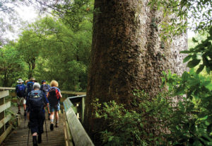 Kauri Point & Tuahu Kauri Walk