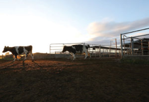 Robotic Dairy Farm Visit