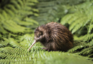 Conservation in Action