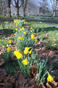 Chiddingfold Garden