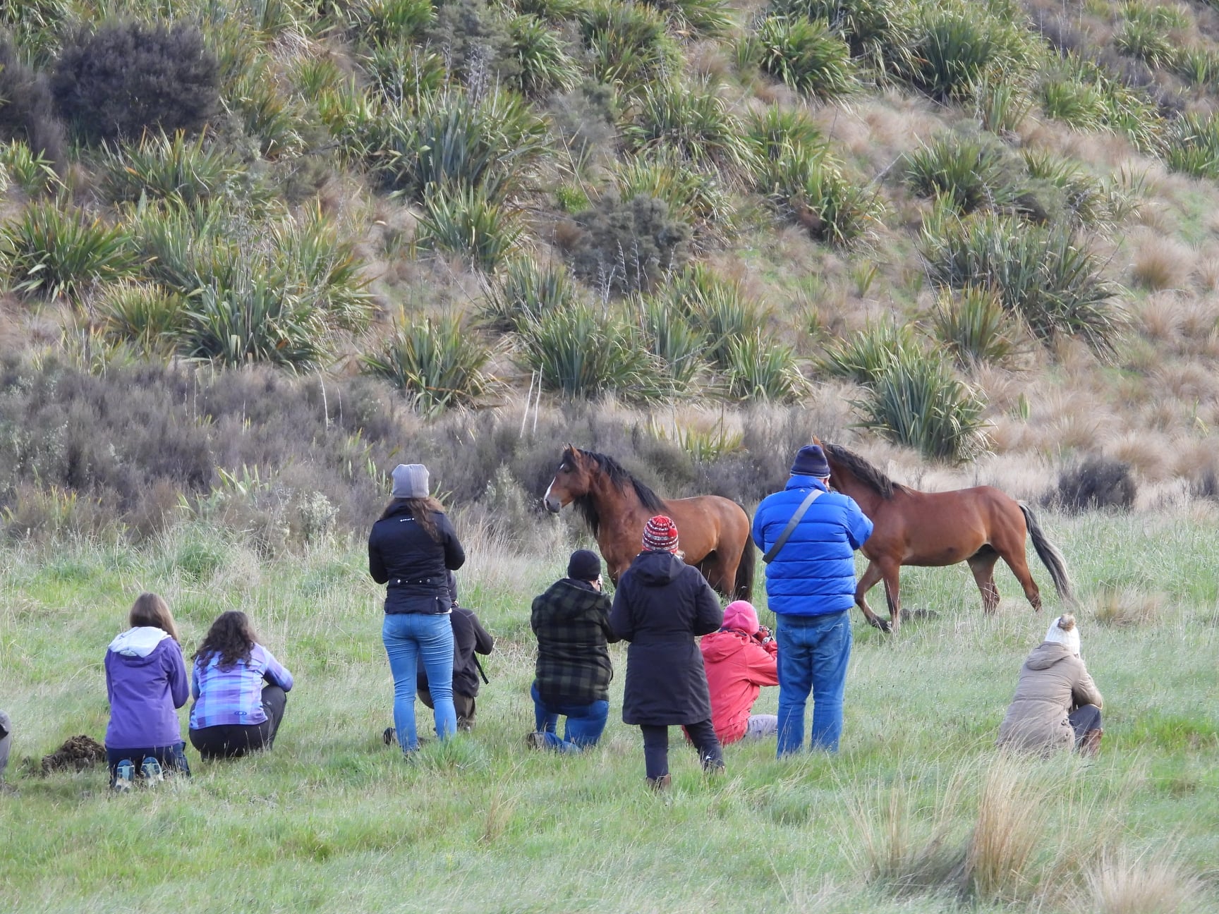 kaimanawa horse tours