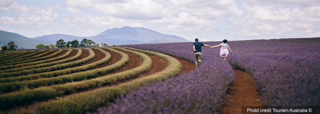 Bridestowe Lavender Estate