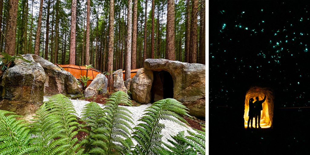 glowworm caves at redwoods